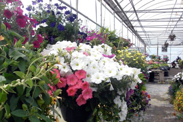 Hanging baskets of flowers