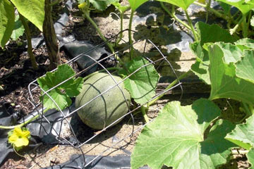 Cantaloupe with wire cage around it