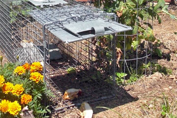 Trap for groundhog baited with PB&J