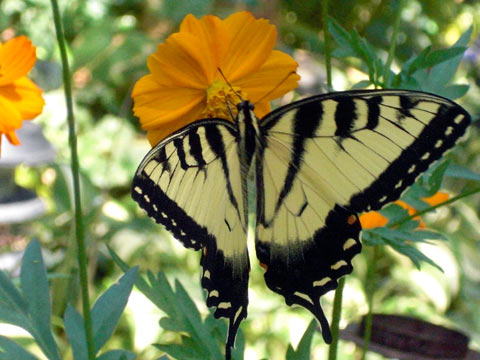 Tiger swallowtail on orange flower