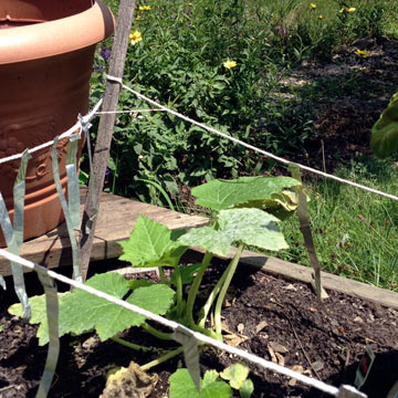 Squash leaves