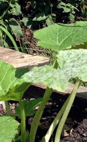 Leaves of squash plant