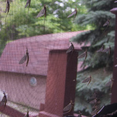 Mayflies on kitchen screen door