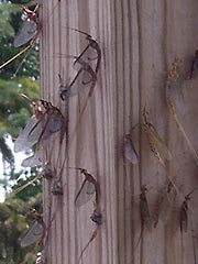 Mayflied clustered on wooden post