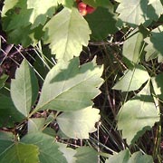 Poison sumac, maybe?