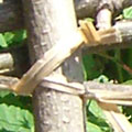 Close-up of brown twistees attaching branches