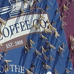 Close-up of hundreds of mayflies on sign