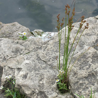 Small green plants and flowers growing out of cracks in rock near lake