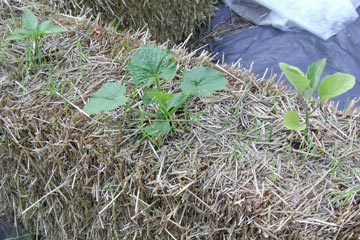 Plants in straw bale