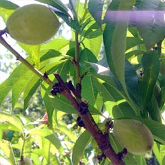 Peaches before thinning