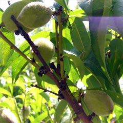 Peaches before thinning