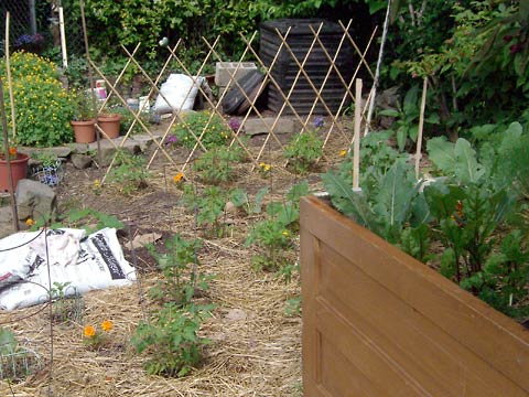 View of garden looking toward house