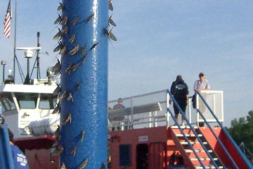 Lots of mayflies on light pole at ferry dock