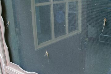 3 mayflies on screen door