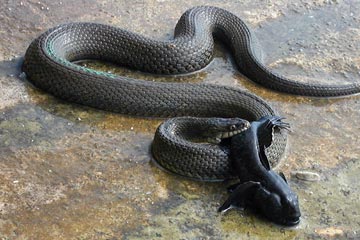 Water snake with gobi in mouth