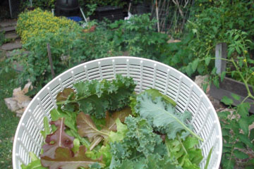 Freshly-picked greens in a bowl