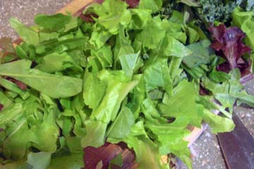 Mixed greens from garden