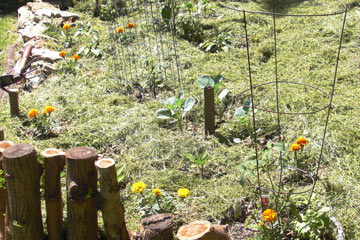 Garden with lots of mulch