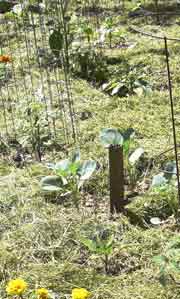 Garden mulched with grass clippings