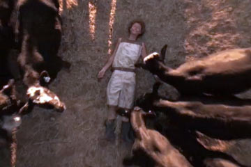 Temple Grandin lying on ground surrounded by cows