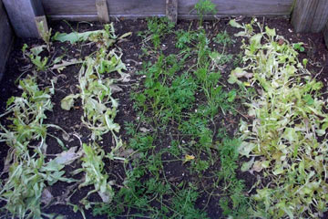Lettuce remaining after  groundhog feast
