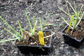 Kohlrabi plants with leaves eaten by groundhog