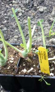 Chewed-off kohlrabi stems