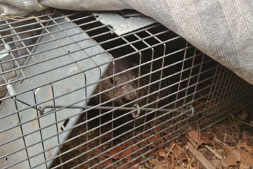 Groundhog in trap