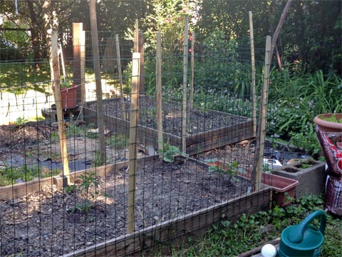 Fencing around raised beds in garden