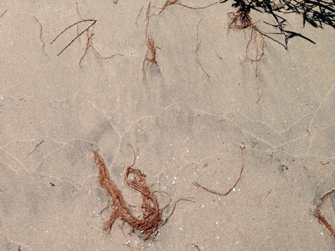 Sand and seaweed