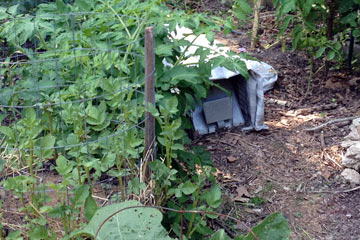 Garden with trap