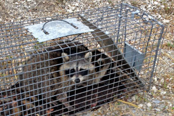 Raccoons in trap