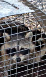 Raccoon in trap