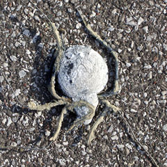 Smashed object on asphalt look like a crab