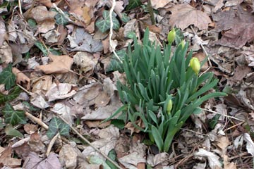 Daffodils nearly ready to bloom