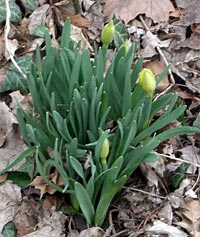 Daffodils in the back yard, almost ready to bloom
