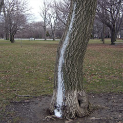 Strip of snow on north side of tree trunk