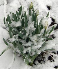 Backyard daffodils covered with snow