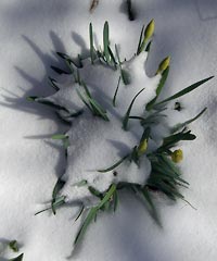 Snow on the daffodils - again