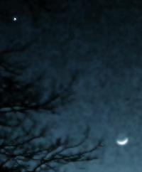 Crescent moon in sky with tree limbs