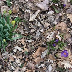 Flowers, daffodils and crocuses