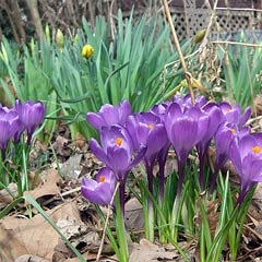 Crocuses in bloom