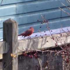 Cardinal sitting on fence in back yard