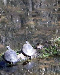 Turtles sunning themselves on log