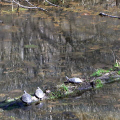 Turtles sunning themselves on log in canal