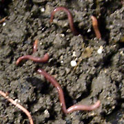 Red worms in soil