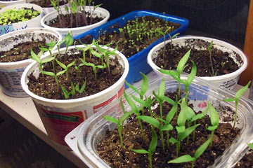 Green sprouts in various containers