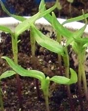 Close-up of green seedlings.