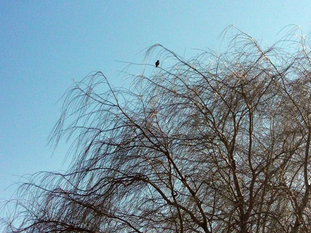 Bird silhouette in tree