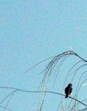 Branches and bird silhouetted against blue sky.